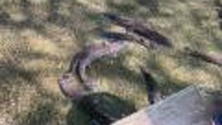 チョウザメもいます