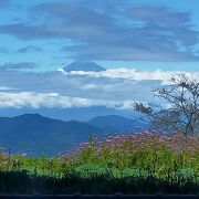 アマギマダラと富士山