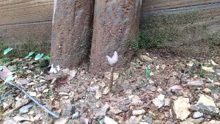 行く前にビジターセンターのツイッターをチェック