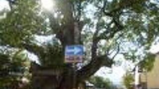 樹齢５００年といわれるくすのき