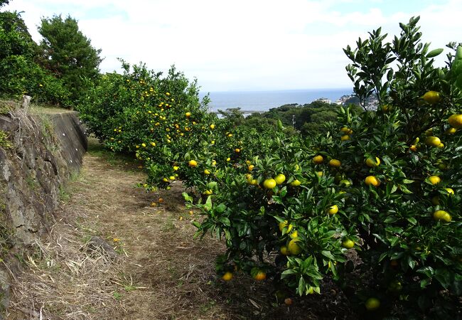 高台から海を見ながらみかんを食う