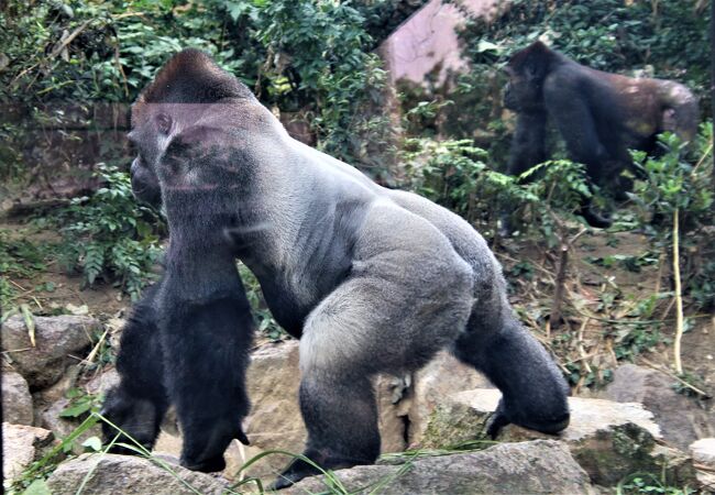 近畿地方の動物園 クチコミ人気ランキングtop フォートラベル