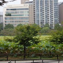 ハスがいっぱい