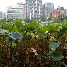 近くで見るとこんな感じ