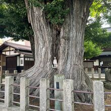大イチョウの中のお地蔵様