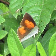 ウラギンシジミ（裏銀小灰蝶）♂