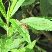 アキアカネ（秋茜）は、通称赤トンボ