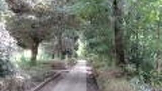 初秋なのに蝶々がたくさんいました