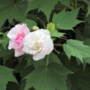 屋外の植物園で初秋に咲く花が少し見られました