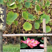 『古代蓮』は、また来年の楽しみにします