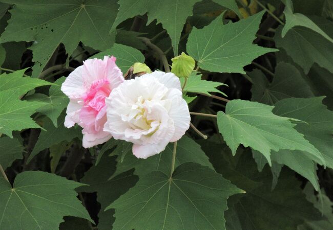 大崎園芸植物園