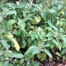 シモバシラ（霜柱）