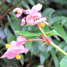 シュウカイドウ（秋海棠）