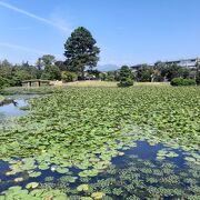 津山藩２代目の作った廻遊式庭園。入場無料も嬉しい