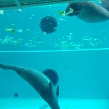 キャベツむしゃむしゃ