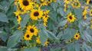 ひまわり(コンサートベル)が綺麗でした