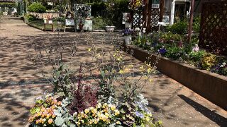 春にはお花見も