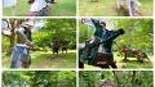 シュールな展示ですが、結構楽しめた。　夏は、風鈴まつりもやってます!