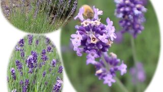 ラベンダーの風景に癒されてきました