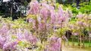 こぼれるばかりに美しく咲き乱れる藤の花!!