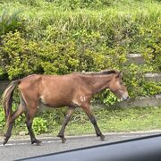 間近に「ウマ」