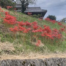 彼岸花の季節でした。