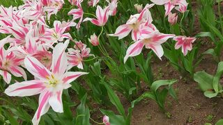 ネモフィラを見に行きました