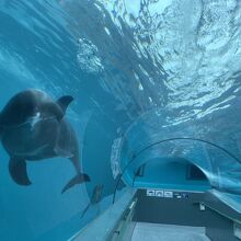 水族館のイルカトンネル