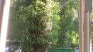 石垣が残ってます