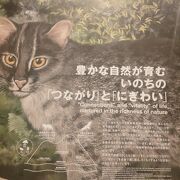 イリオモテヤマネコの生態系や西表島の自然を紹介している無料の施設です