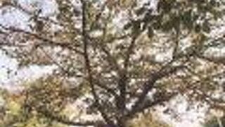 プールと体育館のある都市公園