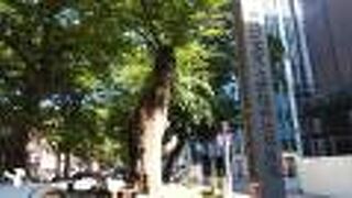 ゆったりとした大国魂神社へと続く道