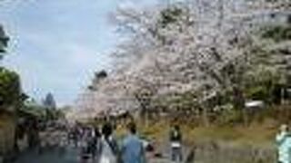 ねねの道沿いにあるソメイヨシノが丁度見頃