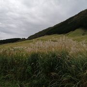 一面のススキに満足