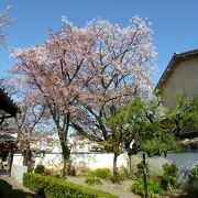 少しピークを過ぎた桜