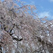 見事な枝垂桜は何回でも訪れたくなる