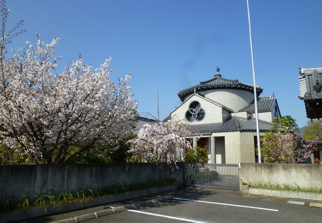 駐車場からきれいに咲いたソメイヨシノ