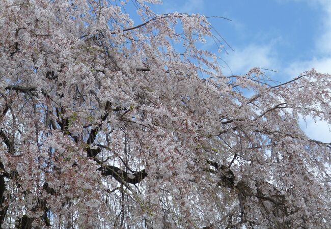 見事な枝垂桜は何回でも訪れたくなる