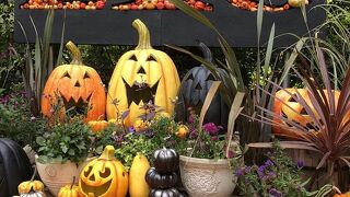 花の咲き具合によって料金体が変わります。