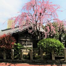 桜がきれいな延命院