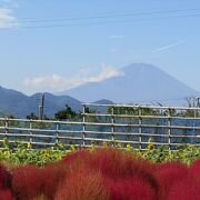 西平畑公園奥に富士山が見える「コキアの里」