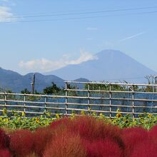 コキアのバックに富士山