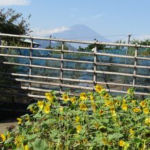 秋のヒマワリのバックに富士山