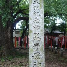 鬼子母神の大イチョウの樹の標石柱です。天然記念物との表示です