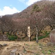 山裾を彩る梅の花の景色は圧巻