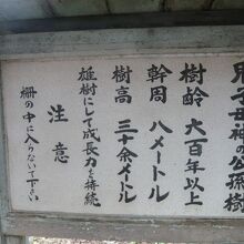 鬼子母神の公孫樹の立派さを紹介する看板です。雄の樹だそうです