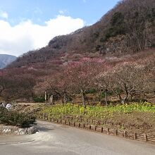 湯河原町にある梅林