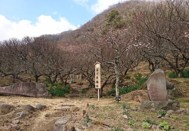 山裾を彩る梅の花の景色は圧巻