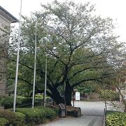 港の見える丘公園内神奈川近代文学館の入り口脇にある桜の木