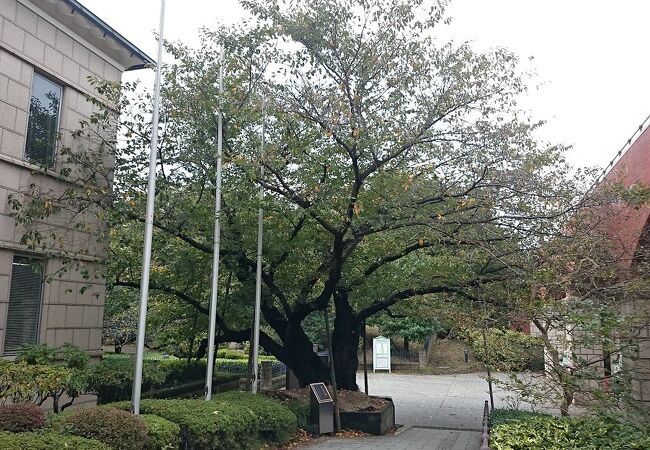 港の見える丘公園内神奈川近代文学館の入り口脇にある桜の木